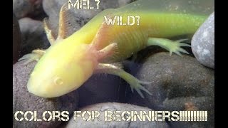 Axolotl Color Morph Basics [upl. by Gillmore]