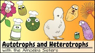 Autotrophs and Heterotrophs [upl. by Tera909]