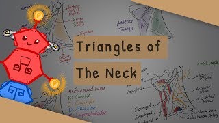 Triangles of the Neck [upl. by Kelsy723]