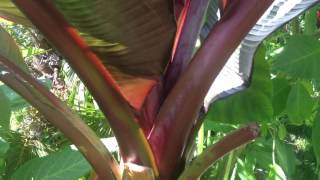 GARDENING GUIDE How to grow Bananas  The RED Abyssinian Banana  Ensete maurelii Banana Care Tips [upl. by Anomar]