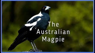 The Australian Magpie [upl. by Roane]