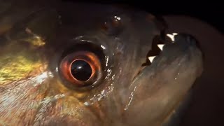 Vicious Piranha Moments  BBC Earth [upl. by Nemra]