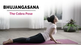 Bhujangasana  Cobra Yoga Pose  Steps  Benefits  Yogic Fitness [upl. by Gnagflow]