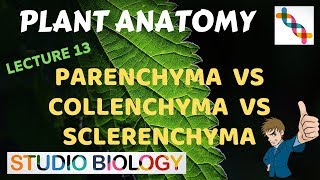 Plant Anatomy 13  Parenchyma vs Collenchyma vs Sclerenchyma [upl. by Eemia]