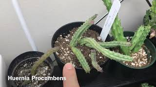 Stapelia And Huernia Plants Update [upl. by Demona]