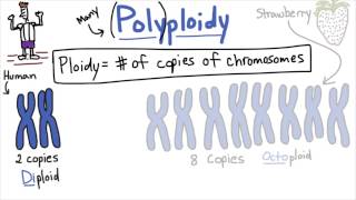 Polyploidy  Tales from the Genome [upl. by Mcnair]