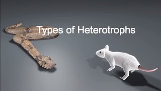 Types of Heterotrophs [upl. by Chaunce]