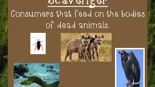 Producers Consumers Scavengers and Decomposers [upl. by Halsy]