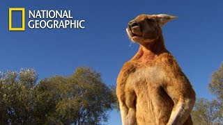 Muscular Kangaroos Martial Arts Match｜National Geographic [upl. by Eicyaj790]