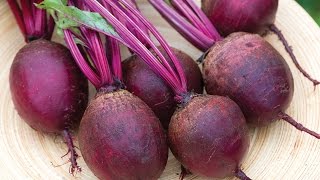 Growing Beets in a Container [upl. by Attenyt]