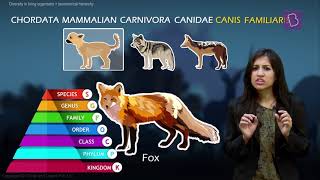 Taxonomy and Taxonomic Hierarchy Biological Classification of Living Things [upl. by Godber149]