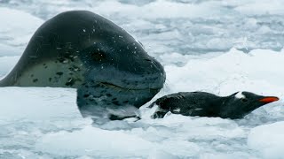 The Antarctics Terrifying Predator  Wild Stories  BBC Earth [upl. by Korman]