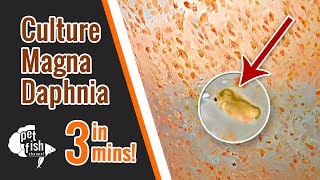 How to culture DAPHNIA MAGNA  The easy way [upl. by Box]