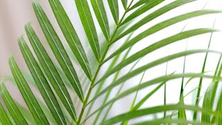 Areca o palmera amarilla  Decogarden  Jardinatis [upl. by Yelyah]