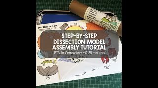 Dissection Models Eye Model Assembly [upl. by Adnik]