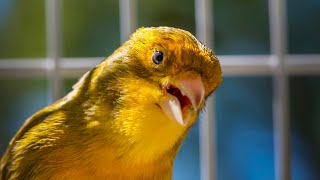 BEST CANARY SINGING LIVE  CANTO CANARIO  SERINUS CANARIA [upl. by Onafets601]