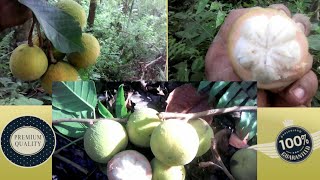 Sweet Santol fruit [upl. by Kcor]