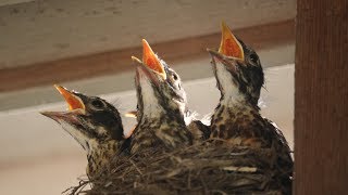 Baby Robins Feeding to First Flight amp Leaving Nest HD [upl. by Four606]