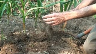 Harvesting Curing and Storing Garlic [upl. by Devlin533]