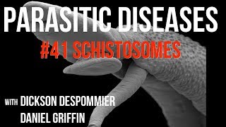 Parasitic Diseases Lectures 41 Schistosomes [upl. by Enilauqcaj476]