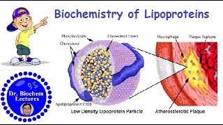 Lipoproteins Introduction Structure Classification and Functions [upl. by Dawson]