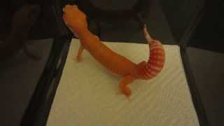 Leopard Gecko Tail Waving Behavior  Defensive Posture [upl. by Varipapa]