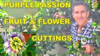 Purple Passion Fruit amp Flowers  Cutting  Propagation  Genetically Identical Plants [upl. by Rekcut]