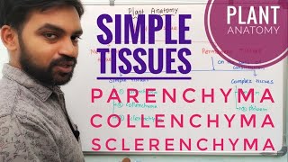 Parenchyma Collenchyma and Sclerenchyma  Simple tissues  Plant Anatomy  V Senthilnathan [upl. by Aihsel]