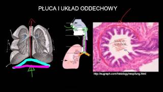 Płuca i układ oddechowy [upl. by Sanjay]