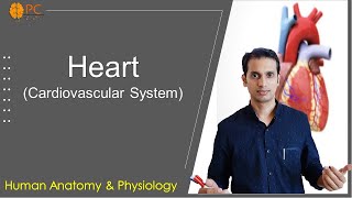 Human Heart Anatomy and Physiology Cardiovascular System [upl. by Nnayrrehs344]