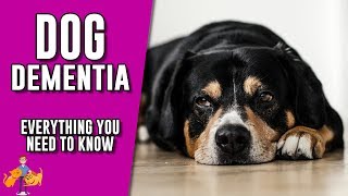 Canine Dementia everything you need to know about senility in dogs [upl. by Kiele]