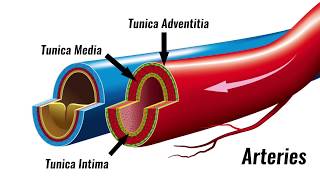 Blood vessels  Structure amp Function  GCSE PE [upl. by Thorman]