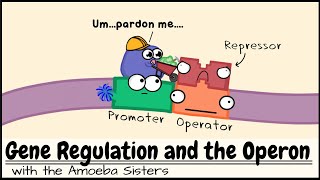 Gene Regulation and the Operon [upl. by Sandy]