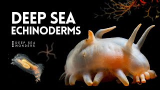 The Wonder of Deep Sea Echinoderms [upl. by Biernat]