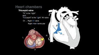 Overview of Heart Anatomy Tutorial [upl. by Alyss294]