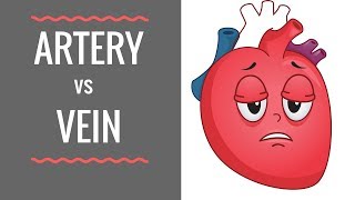 Arteries vs Veins  Circulatory System [upl. by Allan]