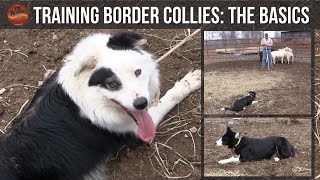 Training Border Collies The Basics [upl. by Engel]