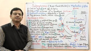 Diabetes Mellitus Part10 Mechanism of Action of Sulfonylurease  Antidiabetic Drugs  Diabetes [upl. by Jerri]