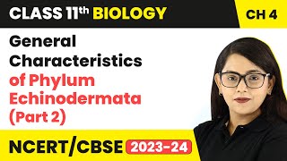 General Characteristics of Phylum Echinodermata Part 2  Class 11 Biology Chapter 4  NCERTCBSE [upl. by Calica]