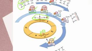 LUNG CANCER Part 1 Epidemiology Etiopathogenesis Precursor lesions amp Classification [upl. by Asirac]