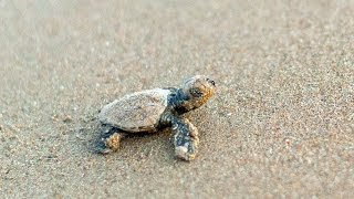 Newborn baby turtle in Zakynthos Kalamaki Beach [upl. by Annairdua]