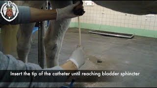 Urethral catheter placement in horses [upl. by Nagle]