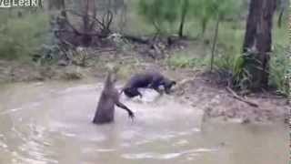 Shocking Moment Kangaroo Tries To Drown A Dog [upl. by Anitsugua]