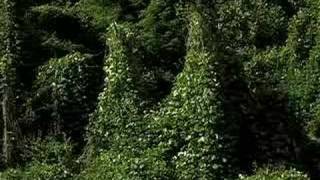 Kudzu [upl. by Nyrrek]