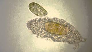 Water bear Tardigrade meets Paramecium [upl. by Crispin]