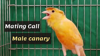 Best MATING CALl Male canary singing  HD LIVE canary training song [upl. by Eellac]