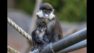 Baby Monkey Business [upl. by Gabriele]