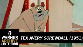 Daredevil Droopy  Tex Avery Screwball  Warner Archive [upl. by Lotson]