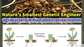 Agrobacterium mediated transformation  Intro amp mechanism Cointegrate vector amp Binary vector [upl. by Robbins]