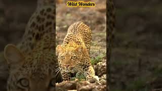 Wild Wonders Leopard Hunts Baboon in Broad Daylight [upl. by Inaoj]